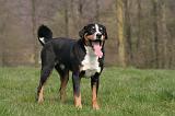 BOUVIER D'APPENZELL 108